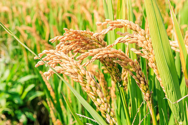 Rice Plant